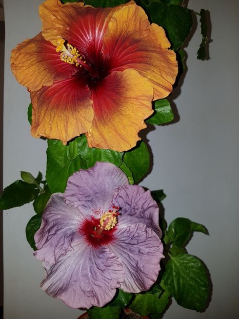  - HIBISCUS 2018