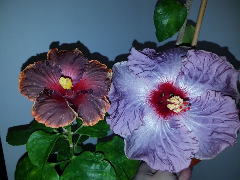  - HIBISCUS 2018