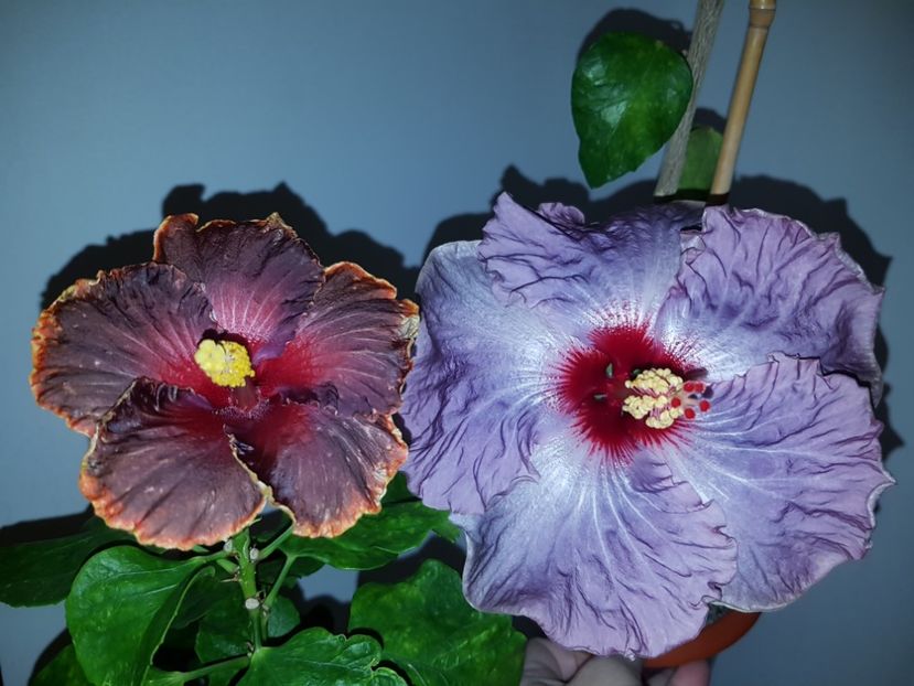  - HIBISCUS 2018