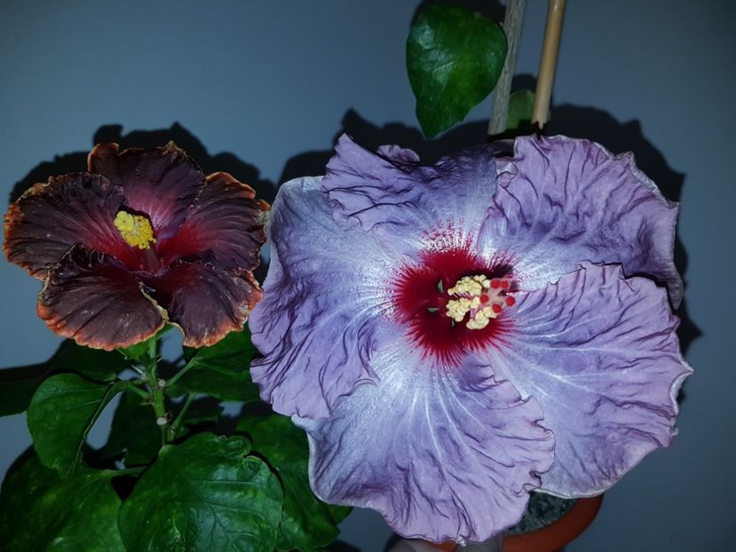  - HIBISCUS 2018