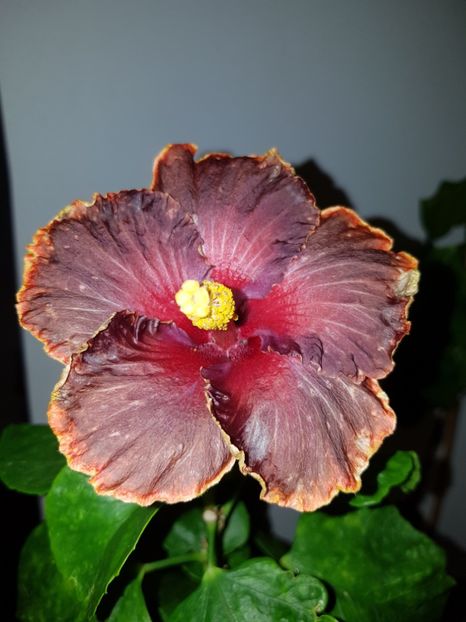  - HIBISCUS 2018