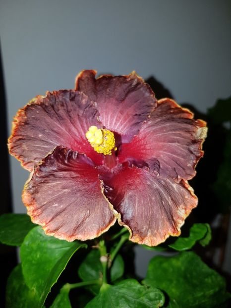  - HIBISCUS 2018