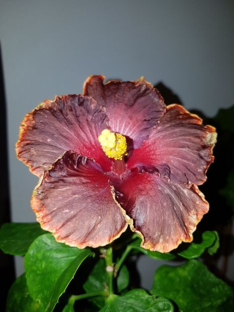  - HIBISCUS 2018