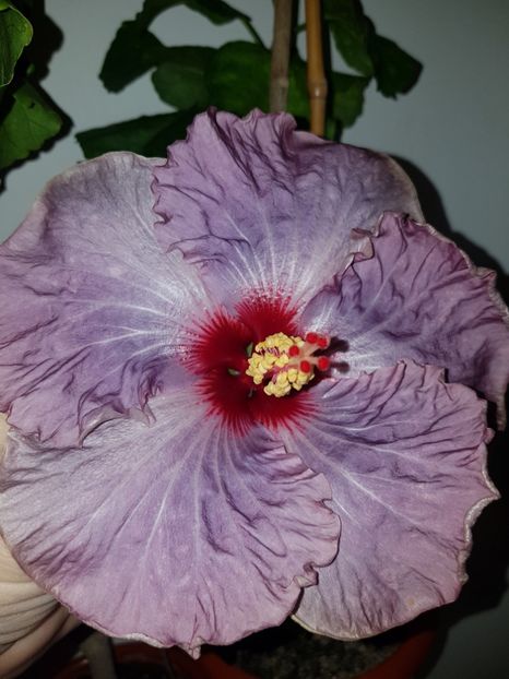  - HIBISCUS 2018