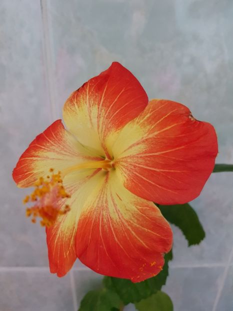  - HIBISCUS 2018