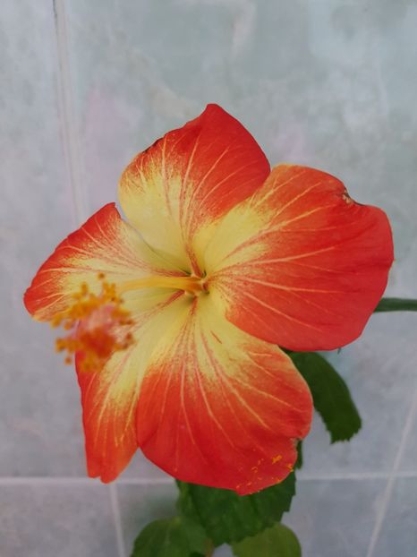 20181122_095402(0) - HIBISCUS 2018