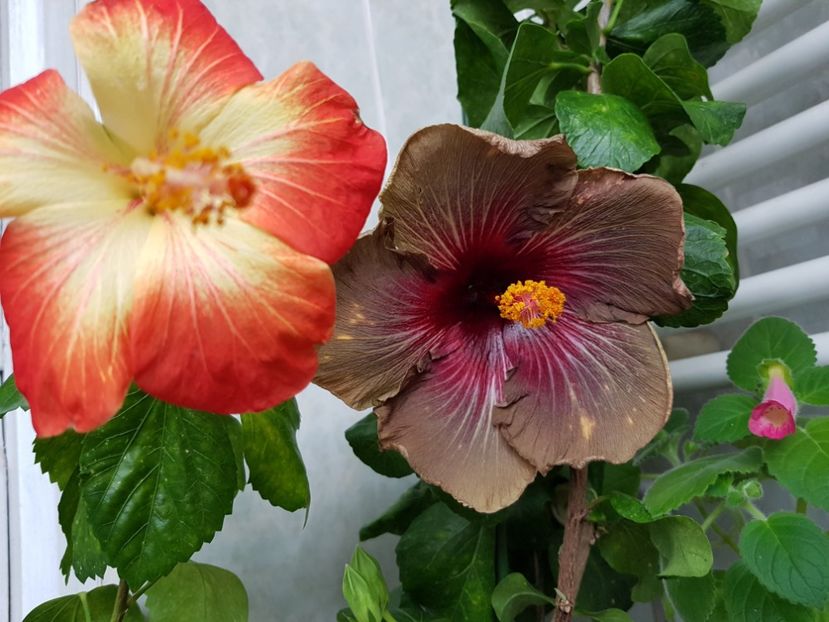  - HIBISCUS 2018