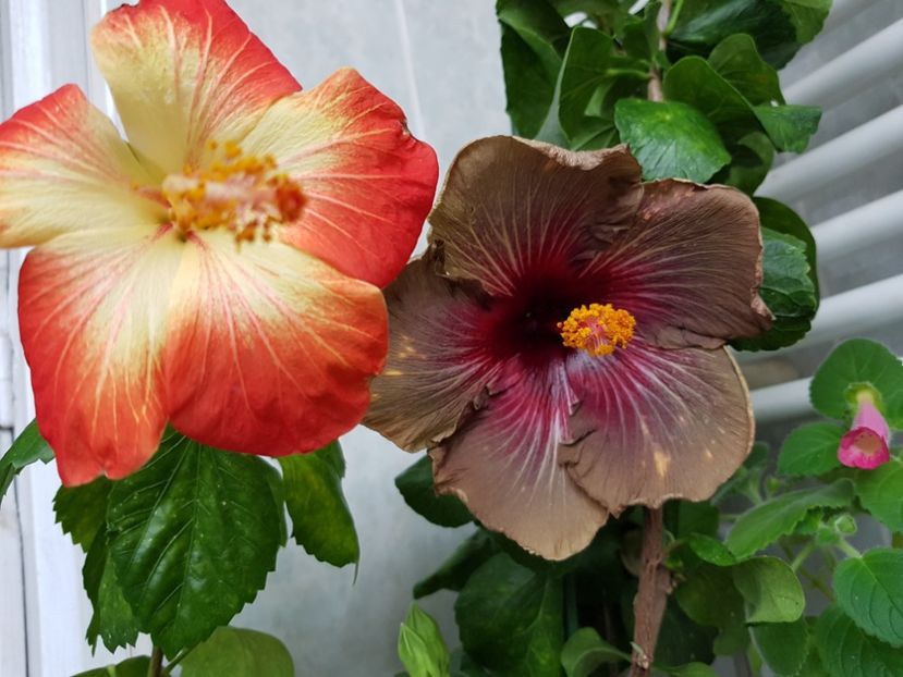  - HIBISCUS 2018