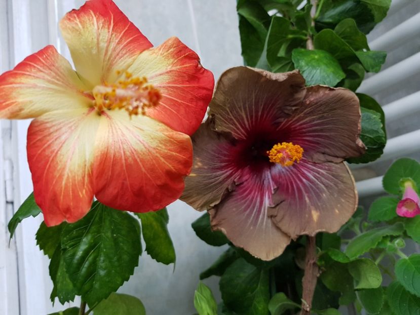  - HIBISCUS 2018