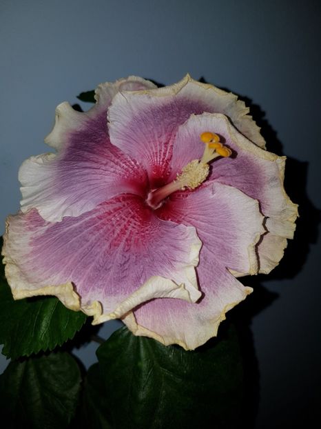  - HIBISCUS 2018