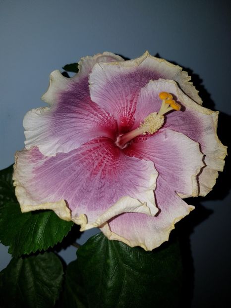  - HIBISCUS 2018