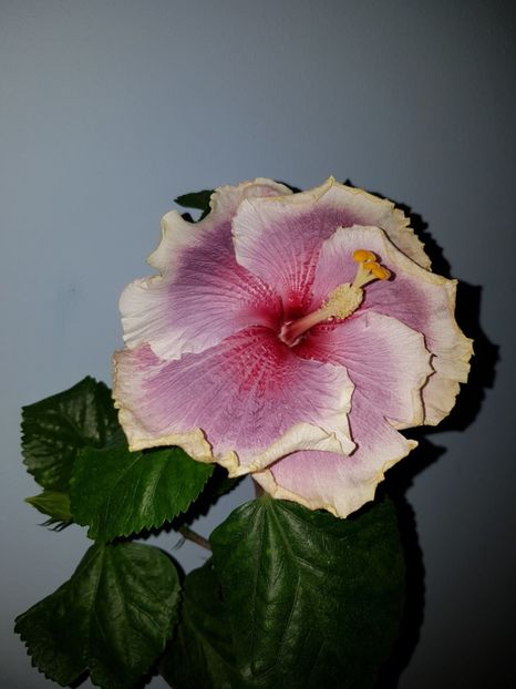  - HIBISCUS 2018