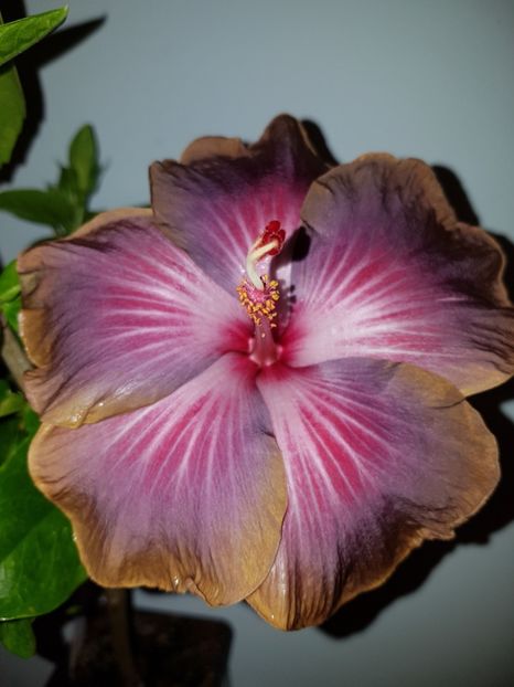  - HIBISCUS 2018