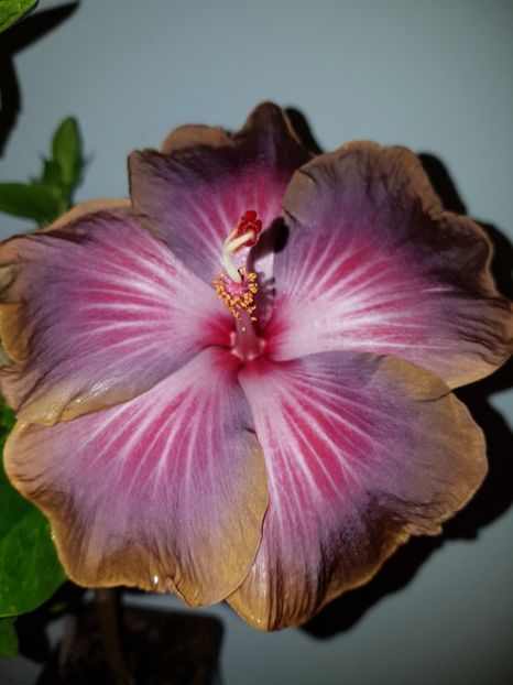  - HIBISCUS 2018