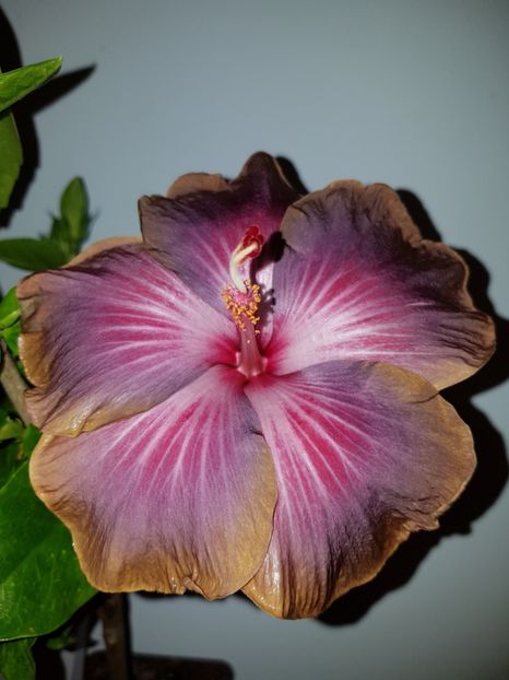  - HIBISCUS 2018