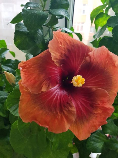  - Hibiscus Tahitian Dark Congo