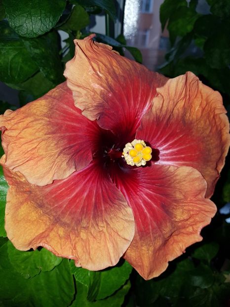  - Hibiscus Tahitian Dark Congo