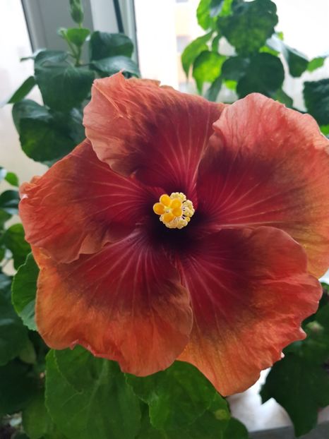  - Hibiscus Tahitian Dark Congo