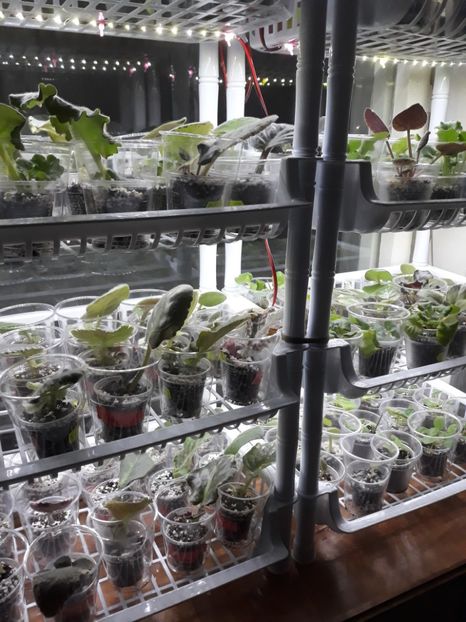  - 1 1 Violete Africane de Colecție