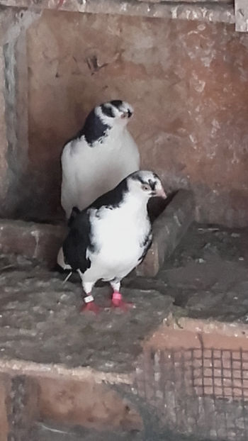  - porumbei 2018