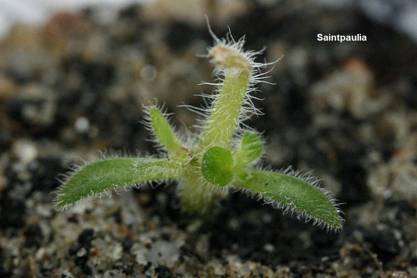 27.11.18 - 2 Inradacinare tija florala