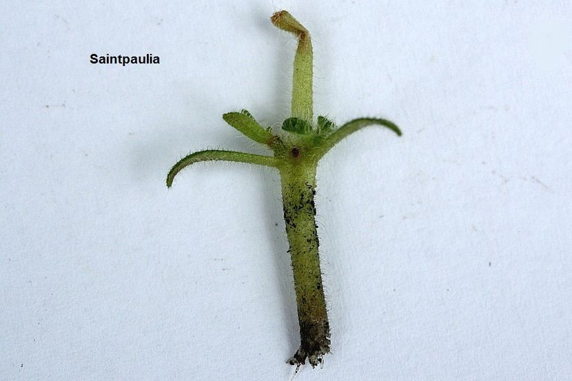 27.11.18 - 2 Inradacinare tija florala