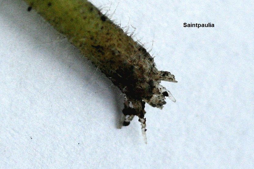 27.11.18 - 2 Inradacinare tija florala