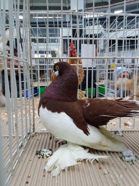 Expo judeteana 2018 - a REZULTATE