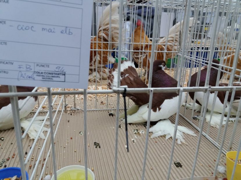 Expo judeteana 2018 - a REZULTATE