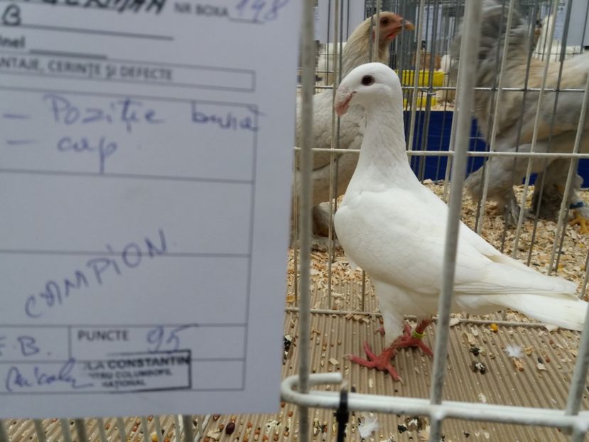 Expo judeteana 2018 - a REZULTATE