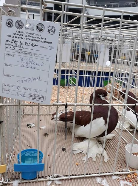 Expo judeteana 2018 - a REZULTATE