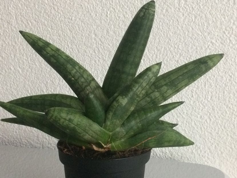  - Cactusi si suculente