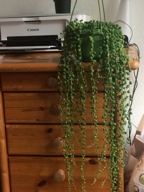  - Cactusi si suculente