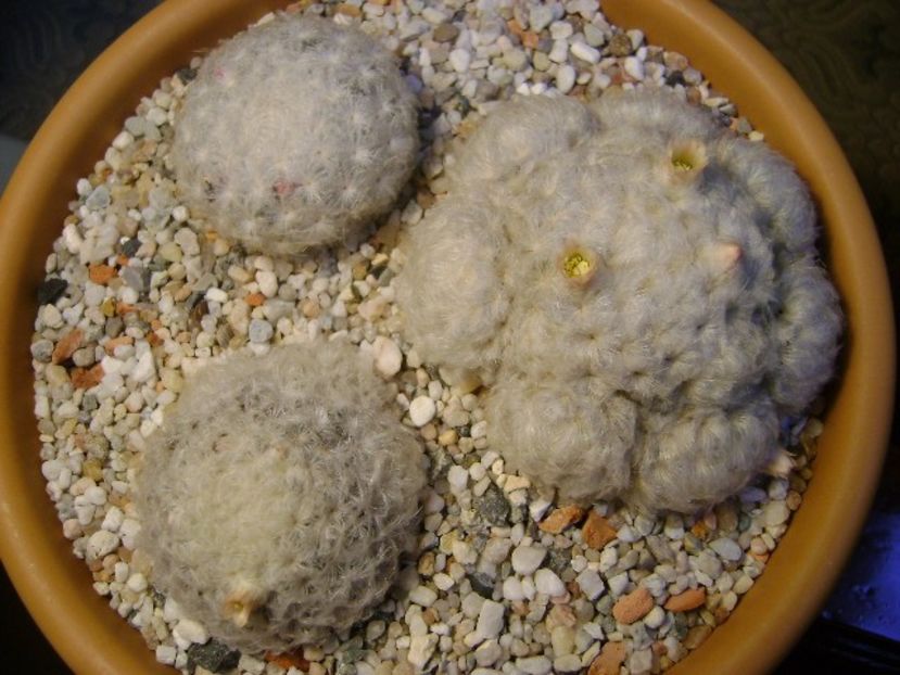 Grup de 3 Mammillaria plumosa - Cactusi 2018 final de an