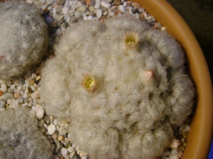 Mammillaria plumosa - Cactusi 2018 final de an