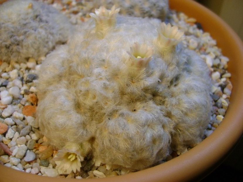 Mammillaria plumosa - Cactusi 2018 final de an
