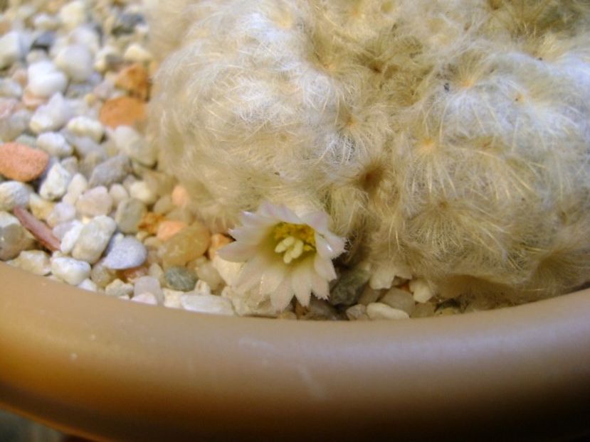 Mammillaria plumosa - Cactusi 2018 final de an