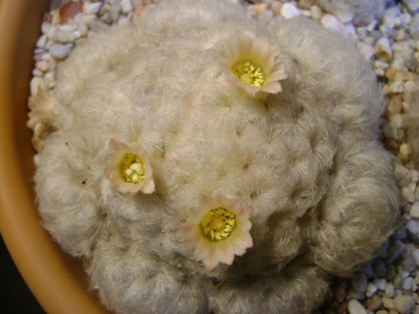 Mammillaria plumosa - Cactusi 2018 final de an