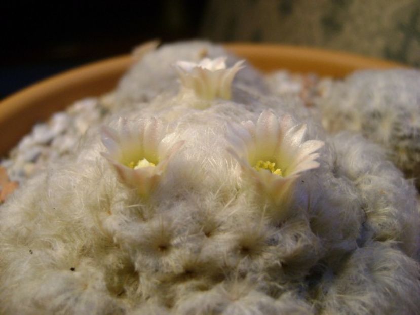 Mammillaria plumosa - Cactusi 2018 final de an