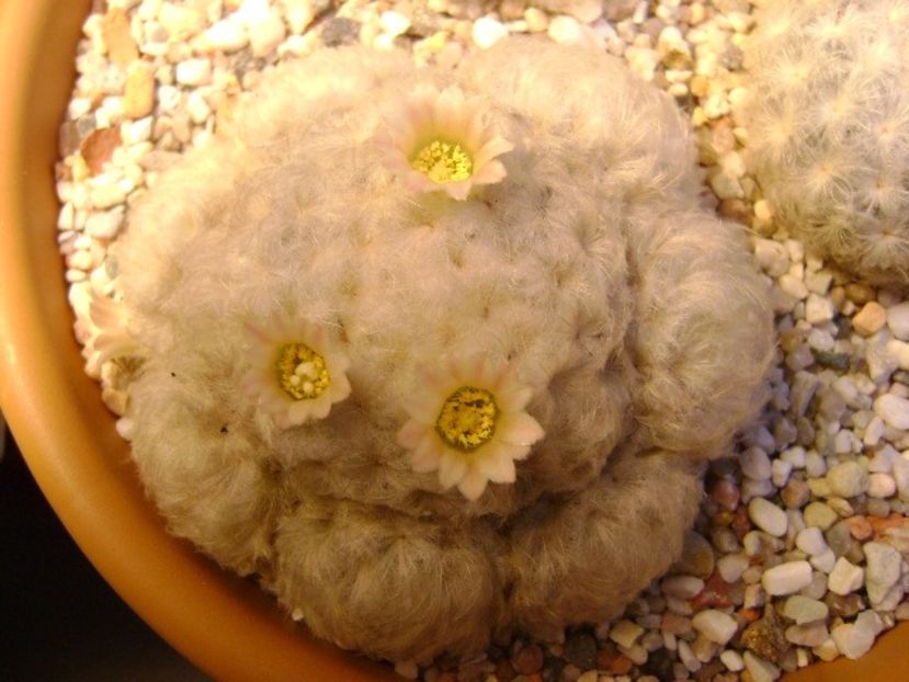 Mammillaria plumosa - Cactusi 2018 final de an