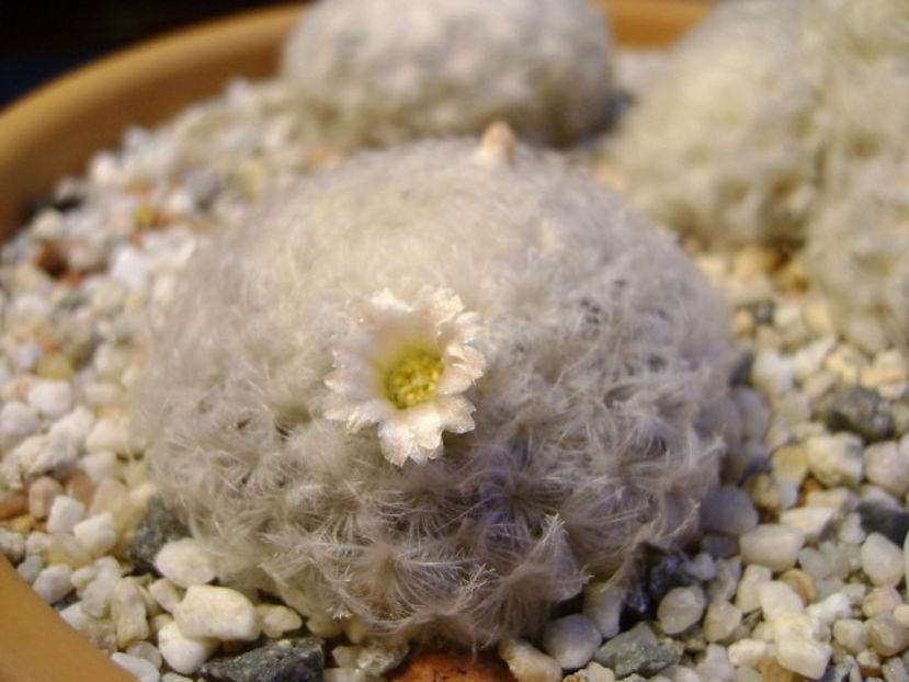 Mammillaria plumosa - Cactusi 2018 final de an