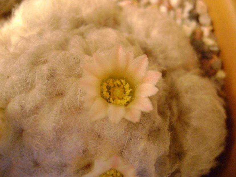 Mammillaria plumosa - Cactusi 2018 final de an