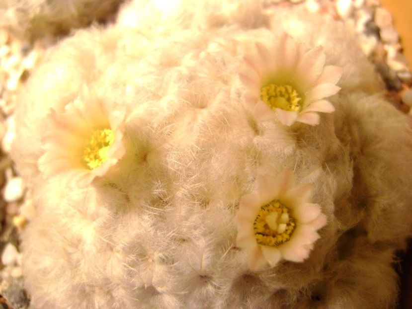 Mammillaria plumosa - Cactusi 2018 final de an