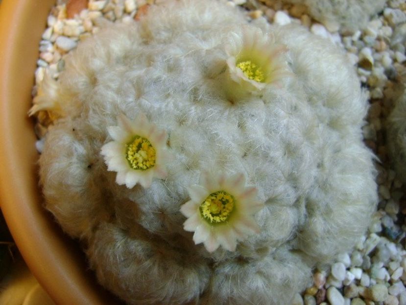 Mammillaria plumosa - Cactusi 2018 final de an