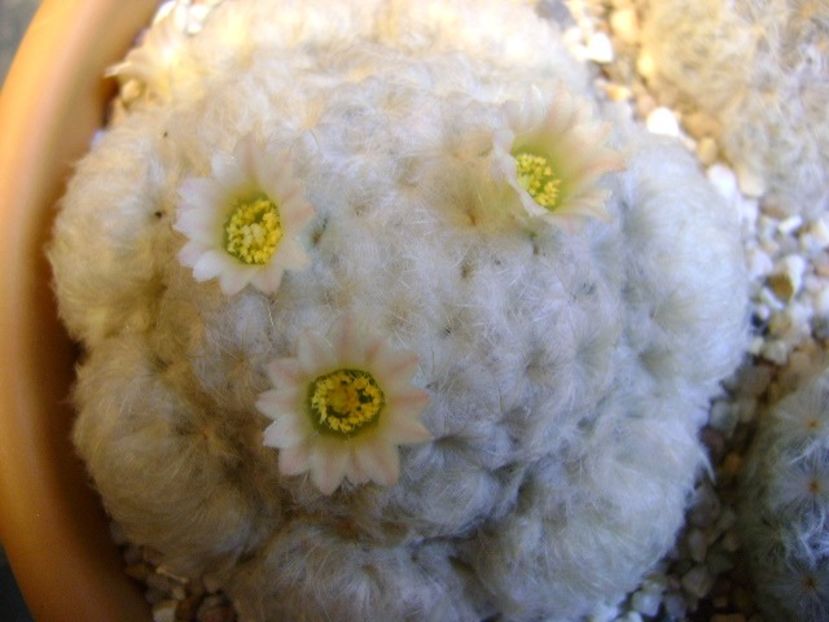 Mammillaria plumosa - Cactusi 2018 final de an