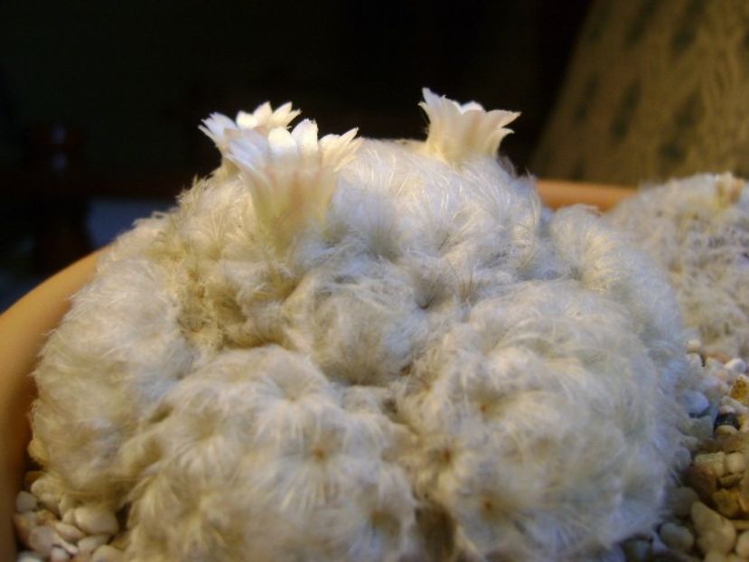 Mammillaria plumosa - Cactusi 2018 final de an