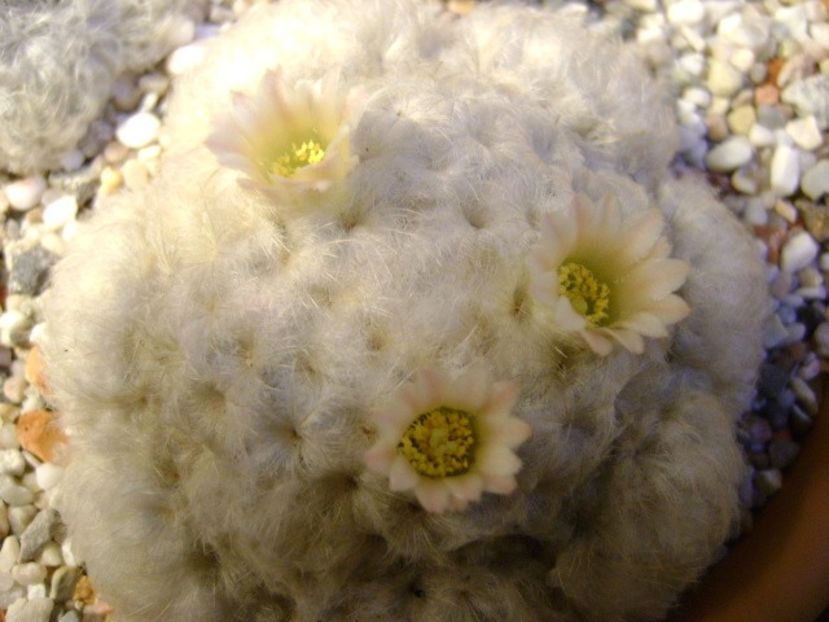 Mammillaria plumosa - Cactusi 2018 final de an