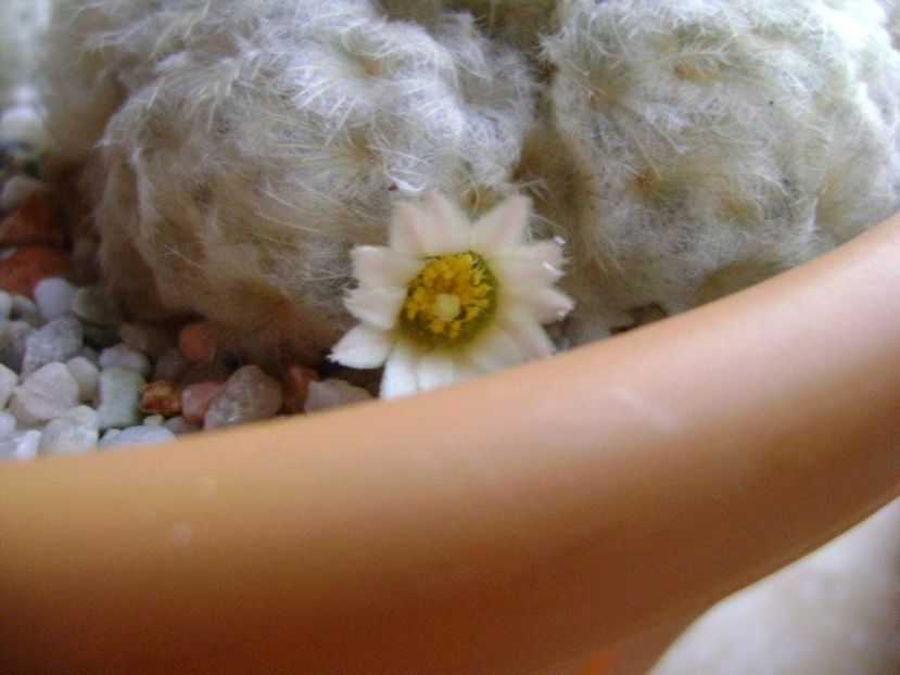 Mammillaria plumosa - Cactusi 2018 final de an
