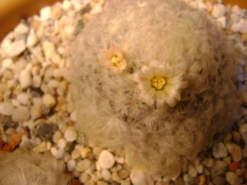Mammillaria plumosa - Cactusi 2018 final de an