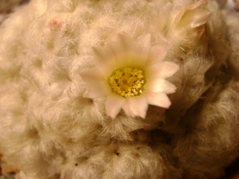 Mammillaria plumosa - Cactusi 2018 final de an